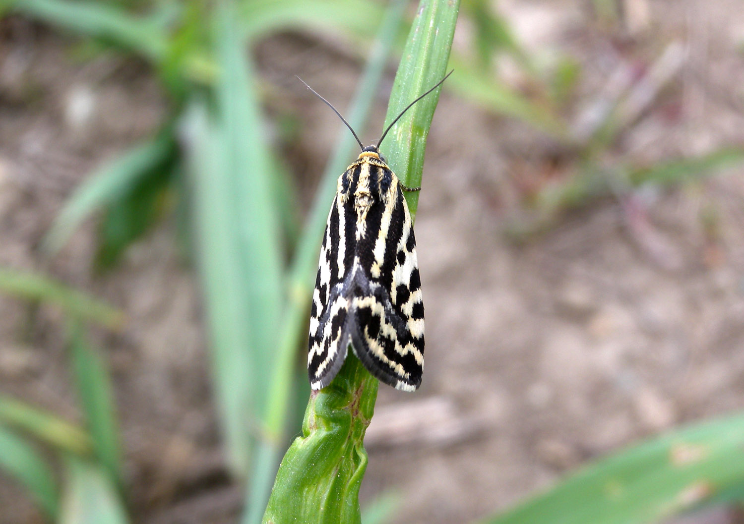 Acontia trabealis?